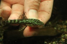画像2: 【通販 淡水魚】激レア No1 グリーンデビルジェムプレコ タパナホニーリバー産 ワイルド【個体販売】(±6.5cm)(生体)(熱帯魚)NKP (2)