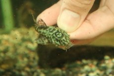 画像3: 【通販 淡水魚】激レア No1 グリーンデビルジェムプレコ タパナホニーリバー産 ワイルド【個体販売】(±6.5cm)(生体)(熱帯魚)NKP (3)
