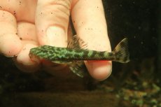 画像4: 【通販 淡水魚】激レア No1 グリーンデビルジェムプレコ タパナホニーリバー産 ワイルド【個体販売】(±6.5cm)(生体)(熱帯魚)NKP (4)