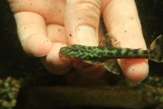 画像5: 【通販 淡水魚】激レア No1 グリーンデビルジェムプレコ タパナホニーリバー産 ワイルド【個体販売】(±6.5cm)(生体)(熱帯魚)NKP (5)