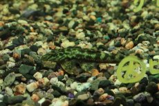 画像6: 【通販 淡水魚】激レア No1 グリーンデビルジェムプレコ タパナホニーリバー産 ワイルド【個体販売】(±6.5cm)(生体)(熱帯魚)NKP (6)