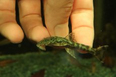 画像2: 【通販 淡水魚】激レア No2 グリーンデビルジェムプレコ タパナホニーリバー産 ワイルド【個体販売】(±6.5cm)(生体)(熱帯魚)NKP (2)