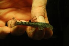 画像3: 【通販 淡水魚】激レア No2 グリーンデビルジェムプレコ タパナホニーリバー産 ワイルド【個体販売】(±6.5cm)(生体)(熱帯魚)NKP (3)