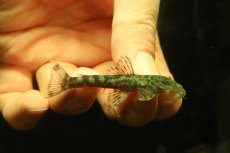 画像4: 【通販 淡水魚】激レア No2 グリーンデビルジェムプレコ タパナホニーリバー産 ワイルド【個体販売】(±6.5cm)(生体)(熱帯魚)NKP (4)