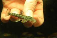 画像5: 【通販 淡水魚】激レア No2 グリーンデビルジェムプレコ タパナホニーリバー産 ワイルド【個体販売】(±6.5cm)(生体)(熱帯魚)NKP (5)