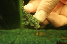画像6: 【通販 淡水魚】激レア No2 グリーンデビルジェムプレコ タパナホニーリバー産 ワイルド【個体販売】(±6.5cm)(生体)(熱帯魚)NKP (6)