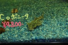 画像7: 【通販 淡水魚】激レア No2 グリーンデビルジェムプレコ タパナホニーリバー産 ワイルド【個体販売】(±6.5cm)(生体)(熱帯魚)NKP (7)