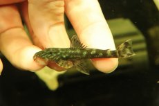 画像1: 【通販 淡水魚】激レア No3 グリーンデビルジェムプレコ タパナホニーリバー産 ワイルド【個体販売】(±6.5cm)(生体)(熱帯魚)NKP (1)