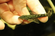 画像2: 【通販 淡水魚】激レア No3 グリーンデビルジェムプレコ タパナホニーリバー産 ワイルド【個体販売】(±6.5cm)(生体)(熱帯魚)NKP (2)