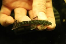 画像3: 【通販 淡水魚】激レア No3 グリーンデビルジェムプレコ タパナホニーリバー産 ワイルド【個体販売】(±6.5cm)(生体)(熱帯魚)NKP (3)