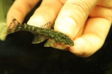画像4: 【通販 淡水魚】激レア No3 グリーンデビルジェムプレコ タパナホニーリバー産 ワイルド【個体販売】(±6.5cm)(生体)(熱帯魚)NKP (4)