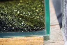 画像5: 【通販 淡水魚】激レア No3 グリーンデビルジェムプレコ タパナホニーリバー産 ワイルド【個体販売】(±6.5cm)(生体)(熱帯魚)NKP (5)