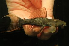 画像1: 【通販 淡水魚】赤出てます スカーレットトリムプレコ トカンチンス産 ワイルド【個体販売】(±9cm)(プレコ)(生体)(熱帯魚)NKP (1)