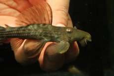 画像2: 【通販 淡水魚】赤出てます スカーレットトリムプレコ トカンチンス産 ワイルド【個体販売】(±9cm)(プレコ)(生体)(熱帯魚)NKP (2)