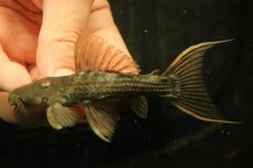 画像3: 【通販 淡水魚】赤出てます スカーレットトリムプレコ トカンチンス産 ワイルド【個体販売】(±9cm)(プレコ)(生体)(熱帯魚)NKP (3)