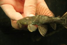 画像4: 【通販 淡水魚】赤出てます スカーレットトリムプレコ トカンチンス産 ワイルド【個体販売】(±9cm)(プレコ)(生体)(熱帯魚)NKP (4)