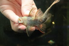 画像5: 【通販 淡水魚】赤出てます スカーレットトリムプレコ トカンチンス産 ワイルド【個体販売】(±9cm)(プレコ)(生体)(熱帯魚)NKP (5)