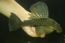 画像1: 【通販 淡水魚】大特価 大きめ ゴールデンアンジェリカスプレコ ワイルド【個体販売】(±22cm)(プレコ)(生体)(熱帯魚)NKP (1)