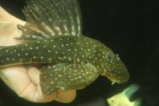 画像2: 【通販 淡水魚】大特価 大きめ ゴールデンアンジェリカスプレコ ワイルド【個体販売】(±22cm)(プレコ)(生体)(熱帯魚)NKP (2)