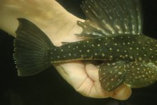 画像3: 【通販 淡水魚】大特価 大きめ ゴールデンアンジェリカスプレコ ワイルド【個体販売】(±22cm)(プレコ)(生体)(熱帯魚)NKP (3)