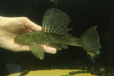 画像4: 【通販 淡水魚】大特価 大きめ ゴールデンアンジェリカスプレコ ワイルド【個体販売】(±22cm)(プレコ)(生体)(熱帯魚)NKP (4)