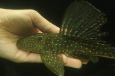 画像5: 【通販 淡水魚】大特価 大きめ ゴールデンアンジェリカスプレコ ワイルド【個体販売】(±22cm)(プレコ)(生体)(熱帯魚)NKP (5)