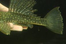 画像6: 【通販 淡水魚】大特価 大きめ ゴールデンアンジェリカスプレコ ワイルド【個体販売】(±22cm)(プレコ)(生体)(熱帯魚)NKP (6)