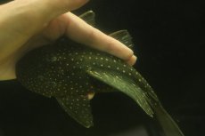 画像7: 【通販 淡水魚】大特価 大きめ ゴールデンアンジェリカスプレコ ワイルド【個体販売】(±22cm)(プレコ)(生体)(熱帯魚)NKP (7)