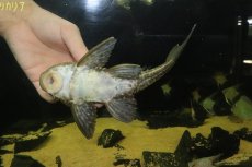 画像8: 【通販 淡水魚】大特価 大きめ ゴールデンアンジェリカスプレコ ワイルド【個体販売】(±22cm)(プレコ)(生体)(熱帯魚)NKP (8)