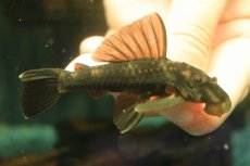 画像2: 【通販 淡水魚】超激レア 初入荷 スリナム共和国 パナコラス ココ スリナムマロニリバー産 ワイルド【個体販売】(生体)(熱帯魚)NKP (2)