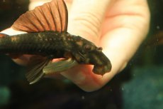 画像3: 【通販 淡水魚】超激レア 初入荷 スリナム共和国 パナコラス ココ スリナムマロニリバー産 ワイルド【個体販売】(生体)(熱帯魚)NKP (3)