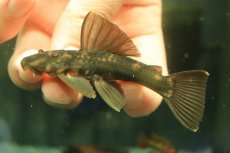 画像4: 【通販 淡水魚】超激レア 初入荷 スリナム共和国 パナコラス ココ スリナムマロニリバー産 ワイルド【個体販売】(生体)(熱帯魚)NKP (4)