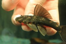 画像5: 【通販 淡水魚】超激レア 初入荷 スリナム共和国 パナコラス ココ スリナムマロニリバー産 ワイルド【個体販売】(生体)(熱帯魚)NKP (5)