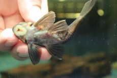 画像6: 【通販 淡水魚】超激レア 初入荷 スリナム共和国 パナコラス ココ スリナムマロニリバー産 ワイルド【個体販売】(生体)(熱帯魚)NKP (6)