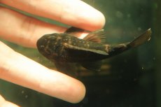 画像7: 【通販 淡水魚】超激レア 初入荷 スリナム共和国 パナコラス ココ スリナムマロニリバー産 ワイルド【個体販売】(生体)(熱帯魚)NKP (7)