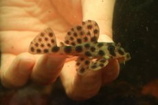 画像1: 【通販 淡水魚】超激レア 初入荷 スリナム共和国 No1 ヘミアンシストルス メディアヌス マロニリバー産ワイルド個体販売(生体)(熱帯魚)NKP (1)