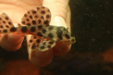 画像2: 【通販 淡水魚】超激レア 初入荷 スリナム共和国 No1 ヘミアンシストルス メディアヌス マロニリバー産ワイルド個体販売(生体)(熱帯魚)NKP (2)