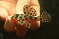 画像3: 【通販 淡水魚】超激レア 初入荷 スリナム共和国 No1 ヘミアンシストルス メディアヌス マロニリバー産ワイルド個体販売(生体)(熱帯魚)NKP (3)