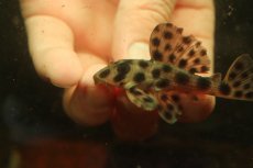 画像4: 【通販 淡水魚】超激レア 初入荷 スリナム共和国 No1 ヘミアンシストルス メディアヌス マロニリバー産ワイルド個体販売(生体)(熱帯魚)NKP (4)
