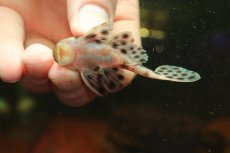 画像5: 【通販 淡水魚】超激レア 初入荷 スリナム共和国 No1 ヘミアンシストルス メディアヌス マロニリバー産ワイルド個体販売(生体)(熱帯魚)NKP (5)