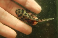 画像6: 【通販 淡水魚】超激レア 初入荷 スリナム共和国 No1 ヘミアンシストルス メディアヌス マロニリバー産ワイルド個体販売(生体)(熱帯魚)NKP (6)