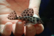 画像1: 【通販 淡水魚】超激レア 初入荷 スリナム共和国 No2 ヘミアンシストルス メディアヌス マロニリバー産ワイルド個体販売(生体)(熱帯魚)NKP (1)