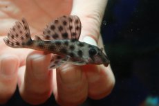 画像2: 【通販 淡水魚】超激レア 初入荷 スリナム共和国 No2 ヘミアンシストルス メディアヌス マロニリバー産ワイルド個体販売(生体)(熱帯魚)NKP (2)