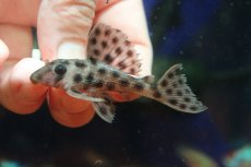 画像3: 【通販 淡水魚】超激レア 初入荷 スリナム共和国 No2 ヘミアンシストルス メディアヌス マロニリバー産ワイルド個体販売(生体)(熱帯魚)NKP (3)