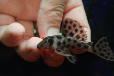 画像4: 【通販 淡水魚】超激レア 初入荷 スリナム共和国 No2 ヘミアンシストルス メディアヌス マロニリバー産ワイルド個体販売(生体)(熱帯魚)NKP (4)