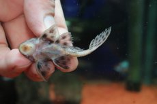画像5: 【通販 淡水魚】超激レア 初入荷 スリナム共和国 No2 ヘミアンシストルス メディアヌス マロニリバー産ワイルド個体販売(生体)(熱帯魚)NKP (5)