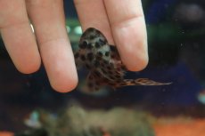 画像6: 【通販 淡水魚】超激レア 初入荷 スリナム共和国 No2 ヘミアンシストルス メディアヌス マロニリバー産ワイルド個体販売(生体)(熱帯魚)NKP (6)