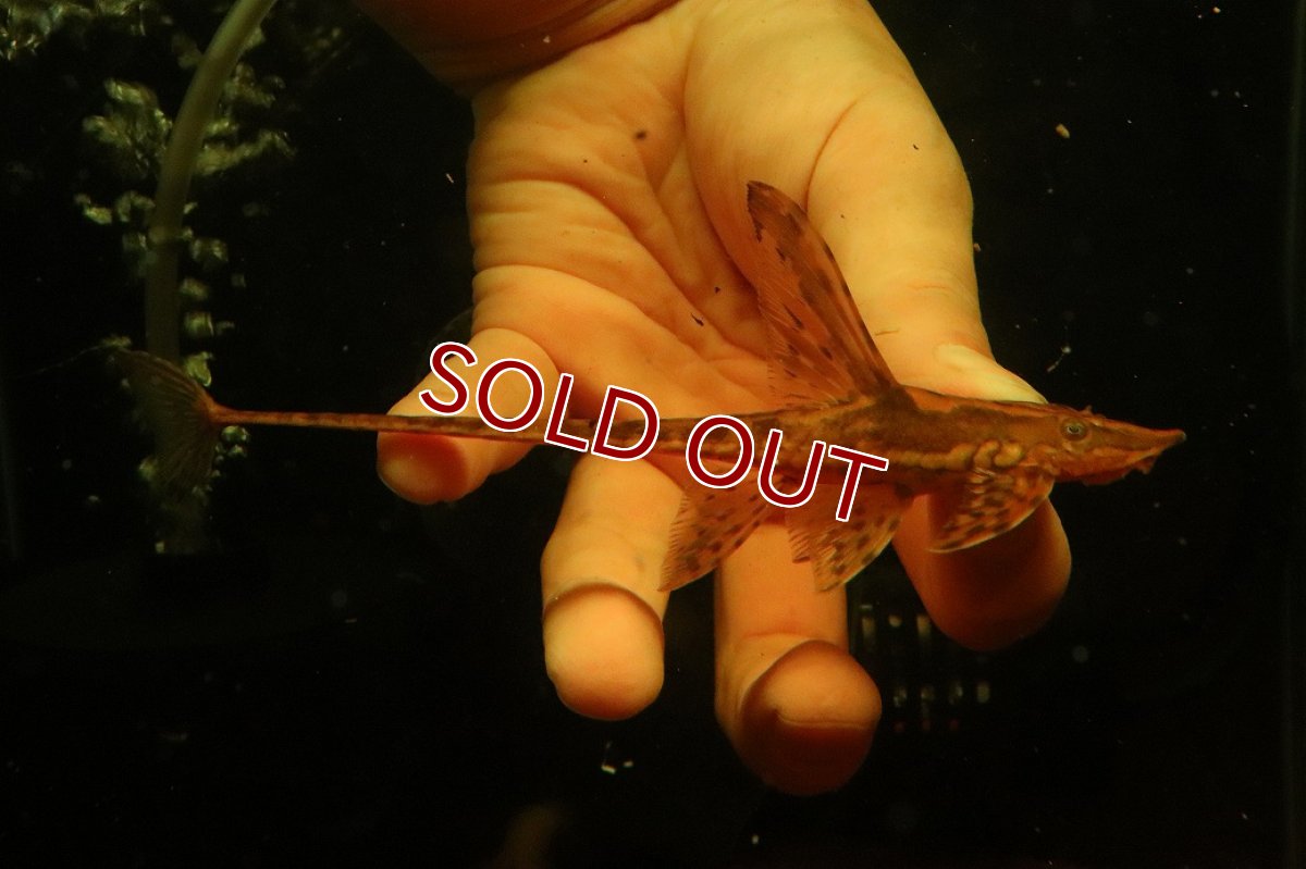 画像1: 【淡水魚】【通販】ペア販売 ロイヤルファロエラ 【１ペア 個体販売】(±雄15 雌11cm)(ロリカリア)(生体)(熱帯魚)NK (1)