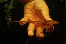 画像1: 【淡水魚】【通販】ペア販売 ロイヤルファロエラ 【１ペア 個体販売】(±雄15 雌11cm)(ロリカリア)(生体)(熱帯魚)NK (1)