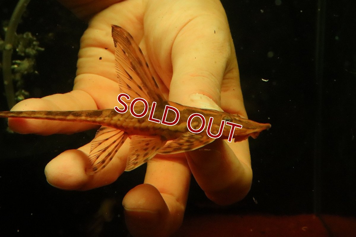 画像2: 【淡水魚】【通販】ペア販売 ロイヤルファロエラ 【１ペア 個体販売】(±雄15 雌11cm)(ロリカリア)(生体)(熱帯魚)NK (2)